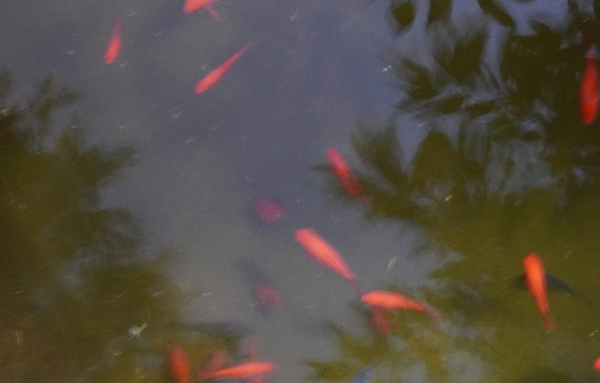 Cozyo stays Boutique Home Ziro Valley