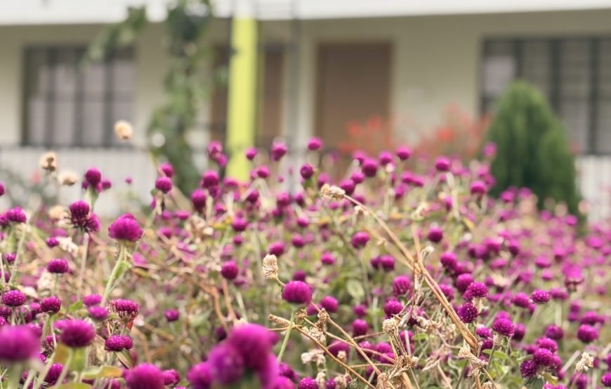 Cozyo stays boutique garden cottages sittong