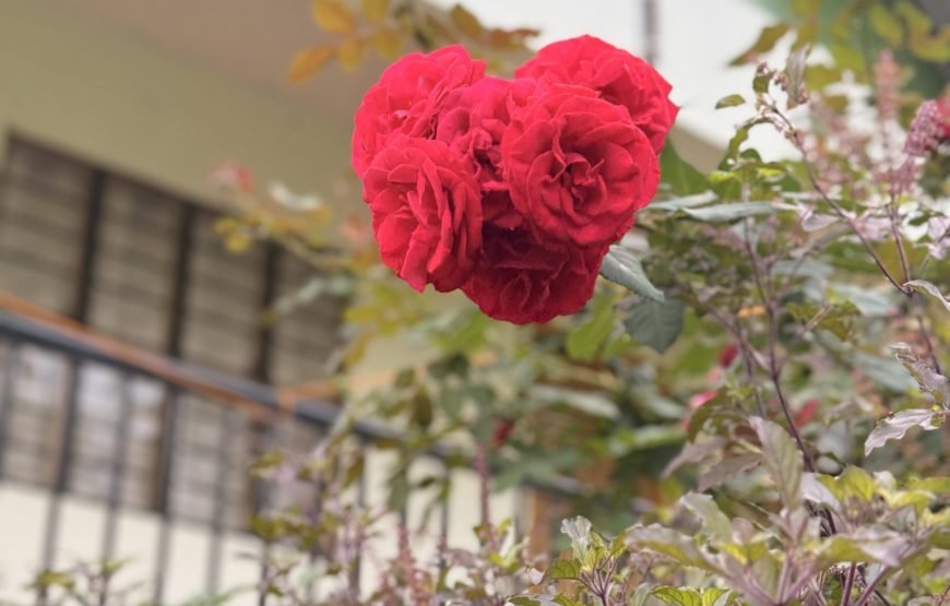 Cozyo stays boutique garden cottages sittong