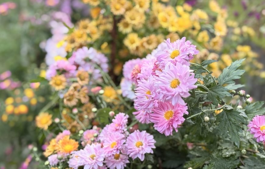 Cozyo stays boutique garden cottages sittong