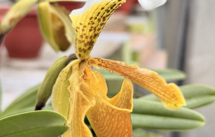 Cozyo stays boutique garden cottages sittong